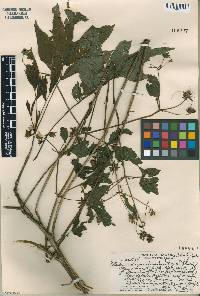 Bidens dimidiata image