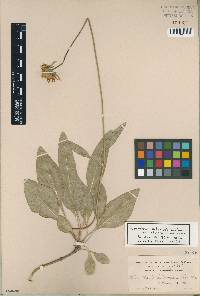 Helianthella californica var. shastensis image