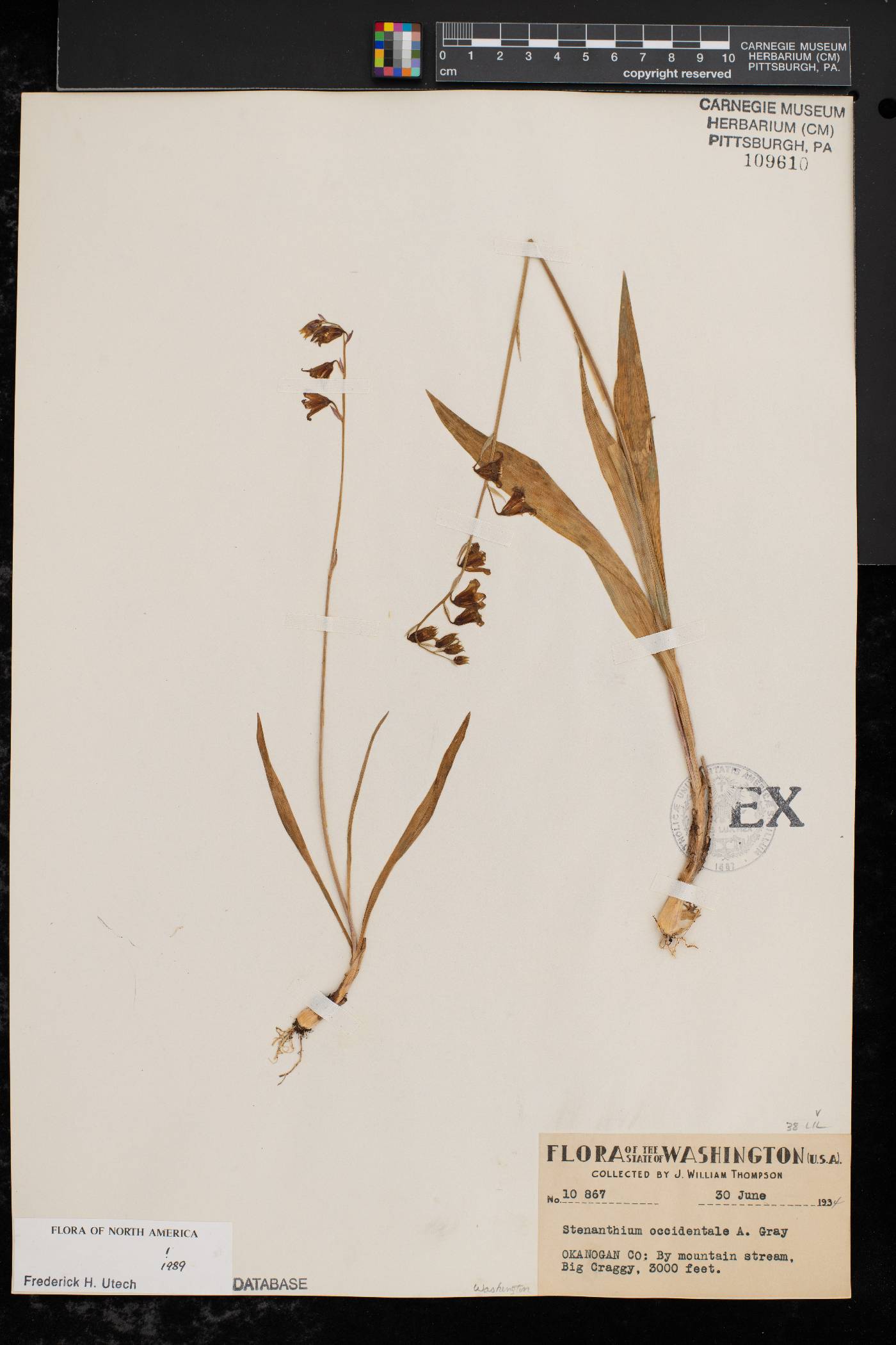 Stenanthium occidentale image