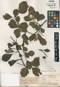 Crataegus punctata image