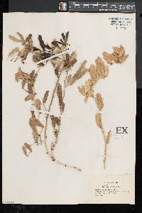 Smilax havanensis image