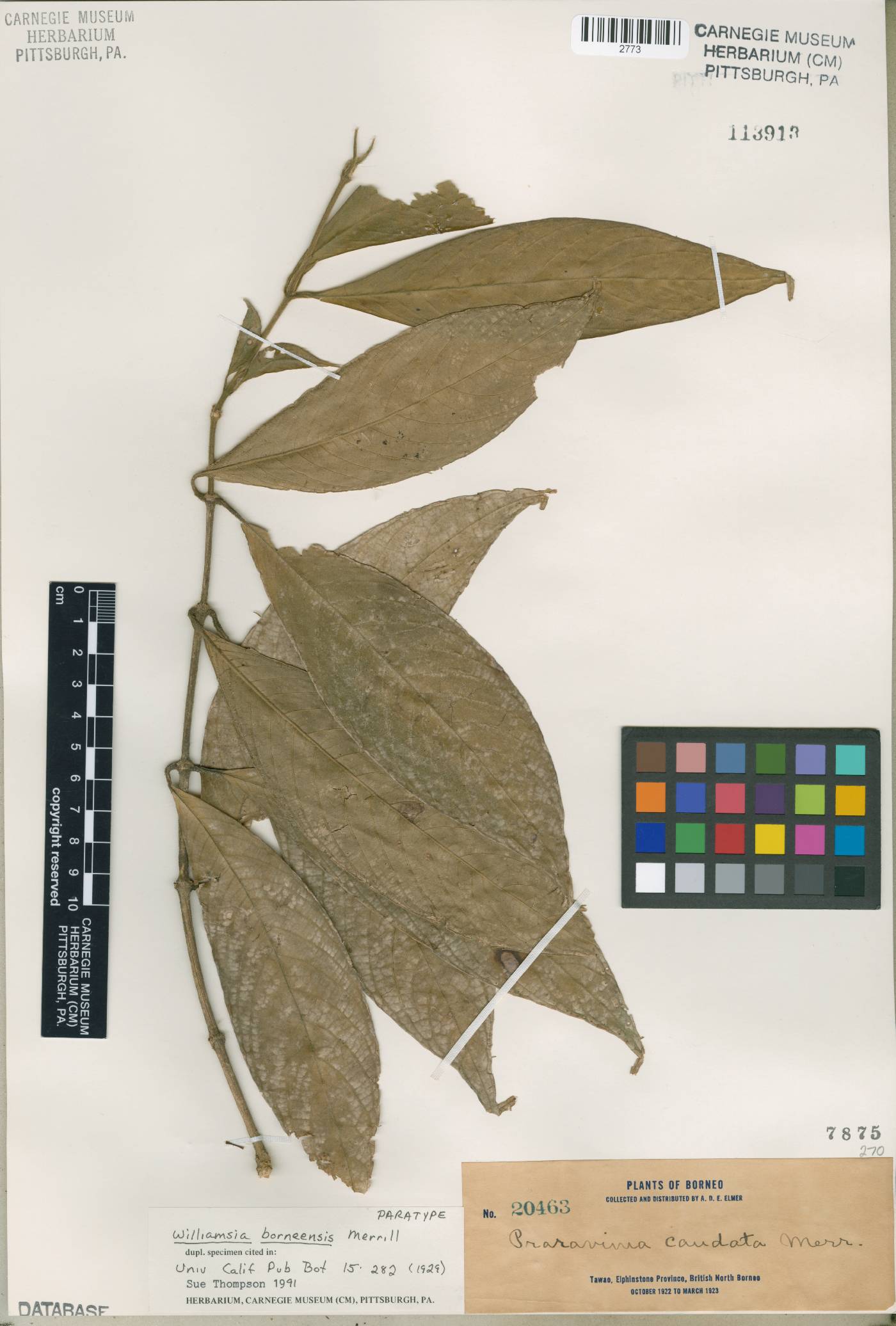 Praravinia borneensis image