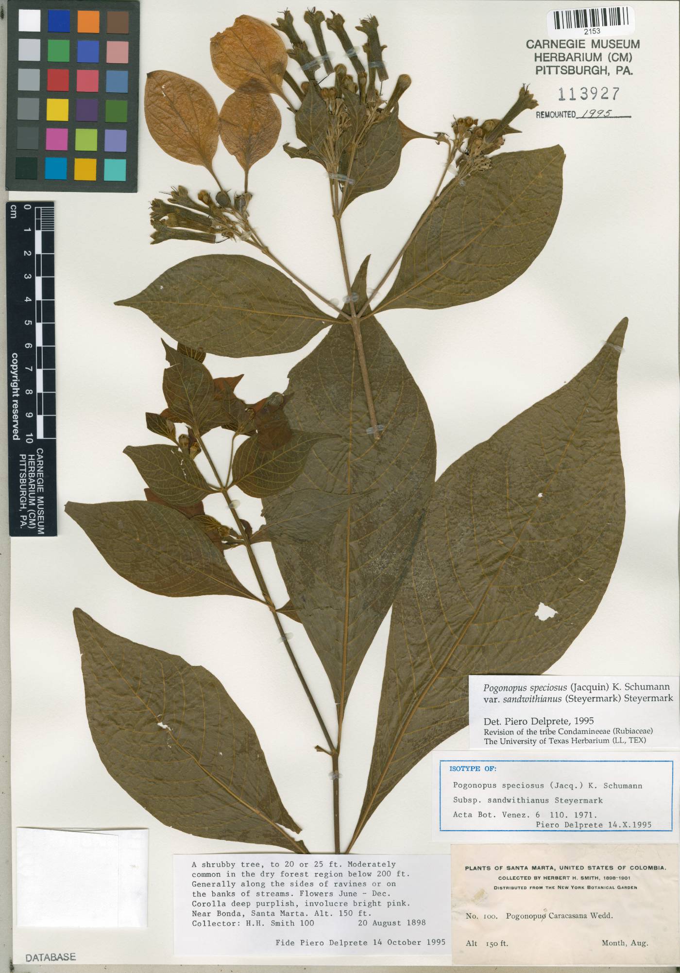 Pogonopus speciosus image