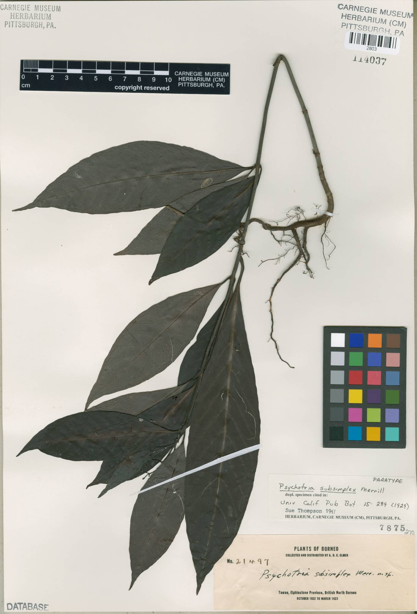 Psychotria subsimplex image