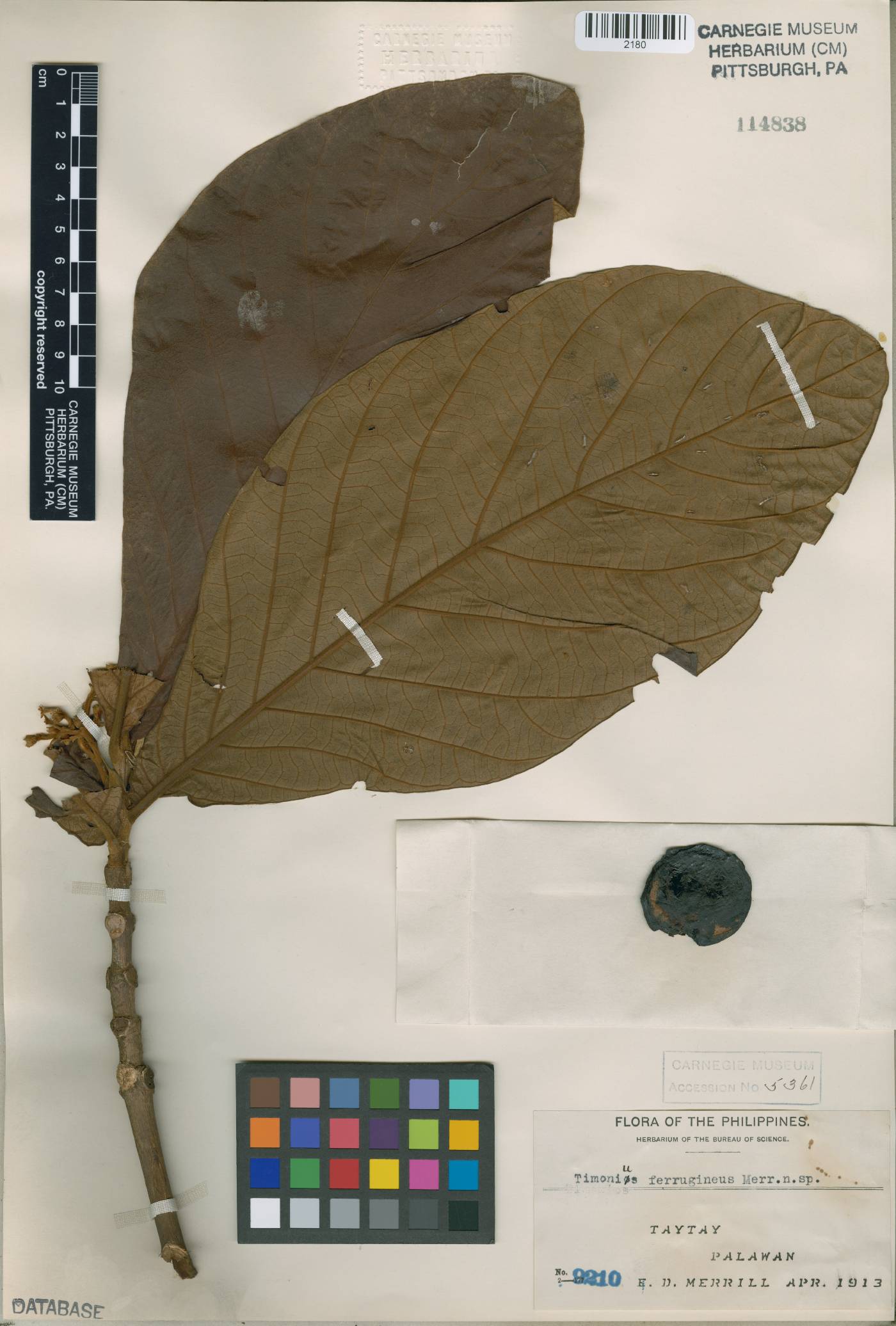 Timonius ferrugineus image