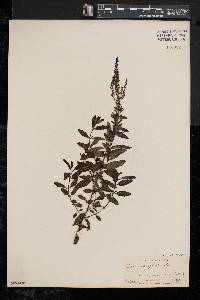 Veronica spicata image