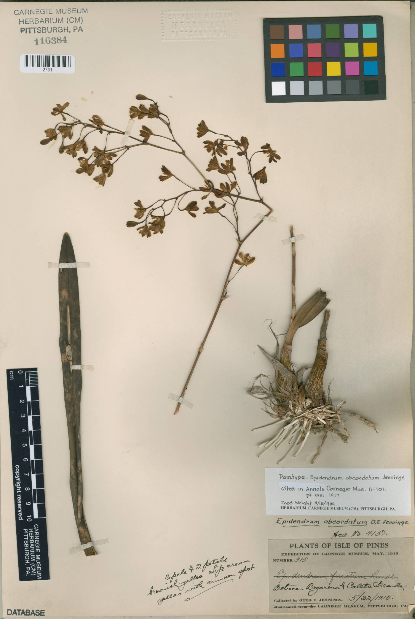 Encyclia fucata image