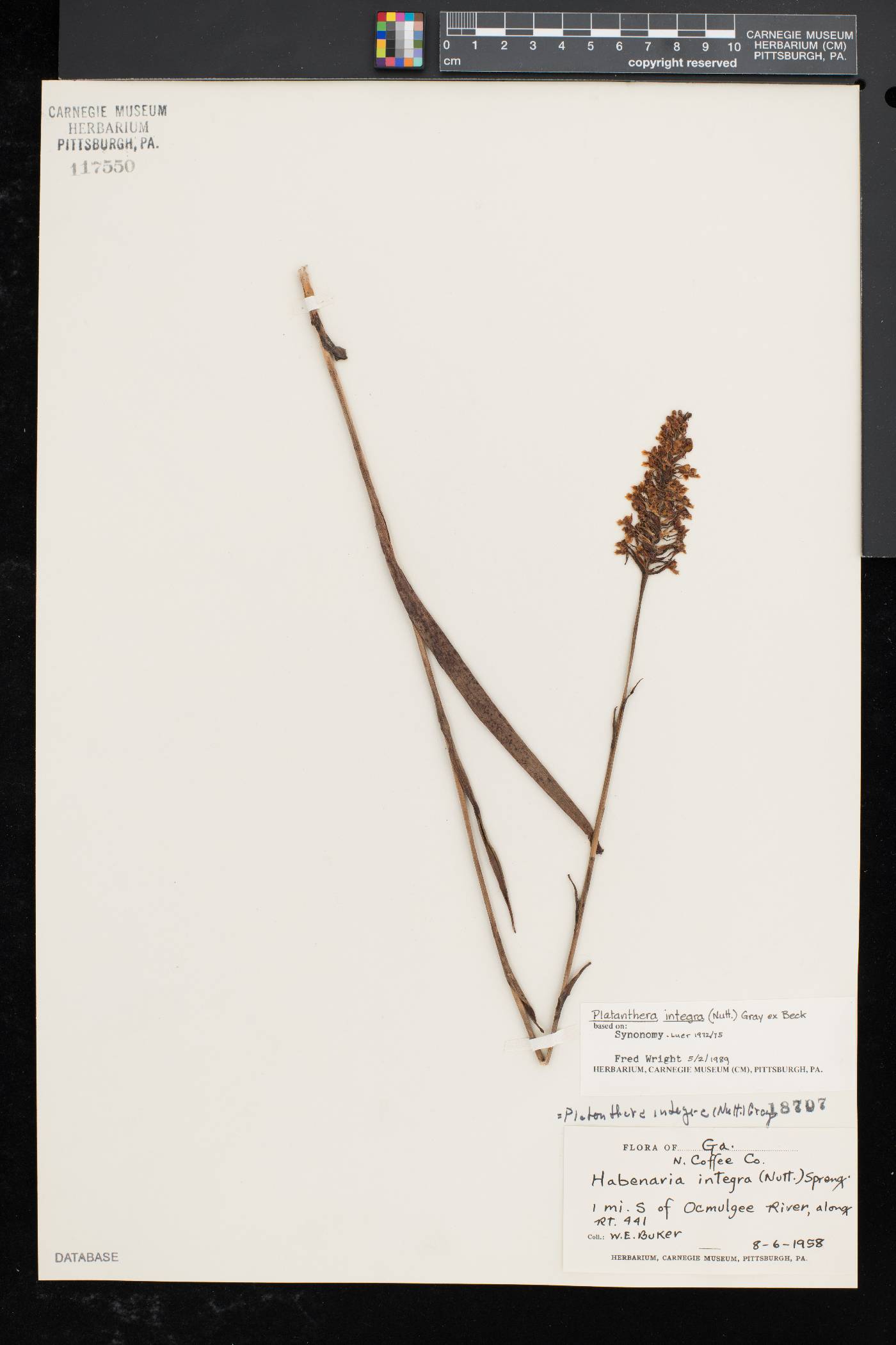 Platanthera integra image