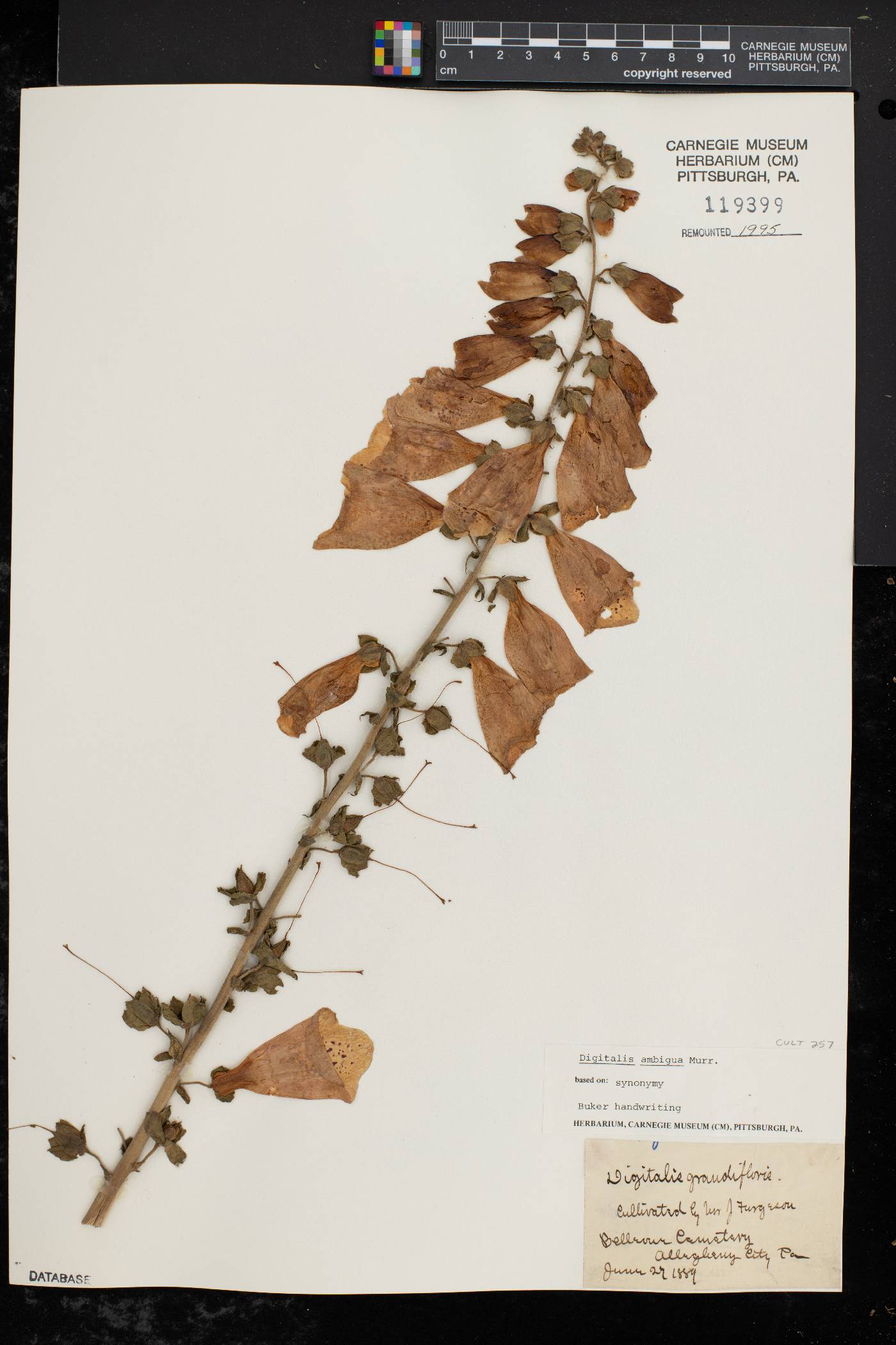 Digitalis ambigua image