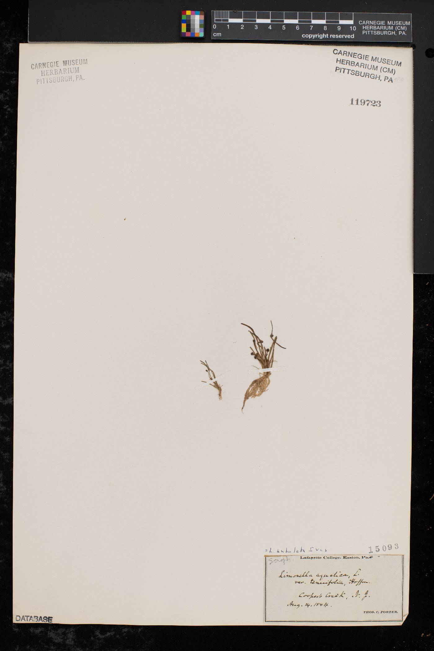 Limosella subulata image