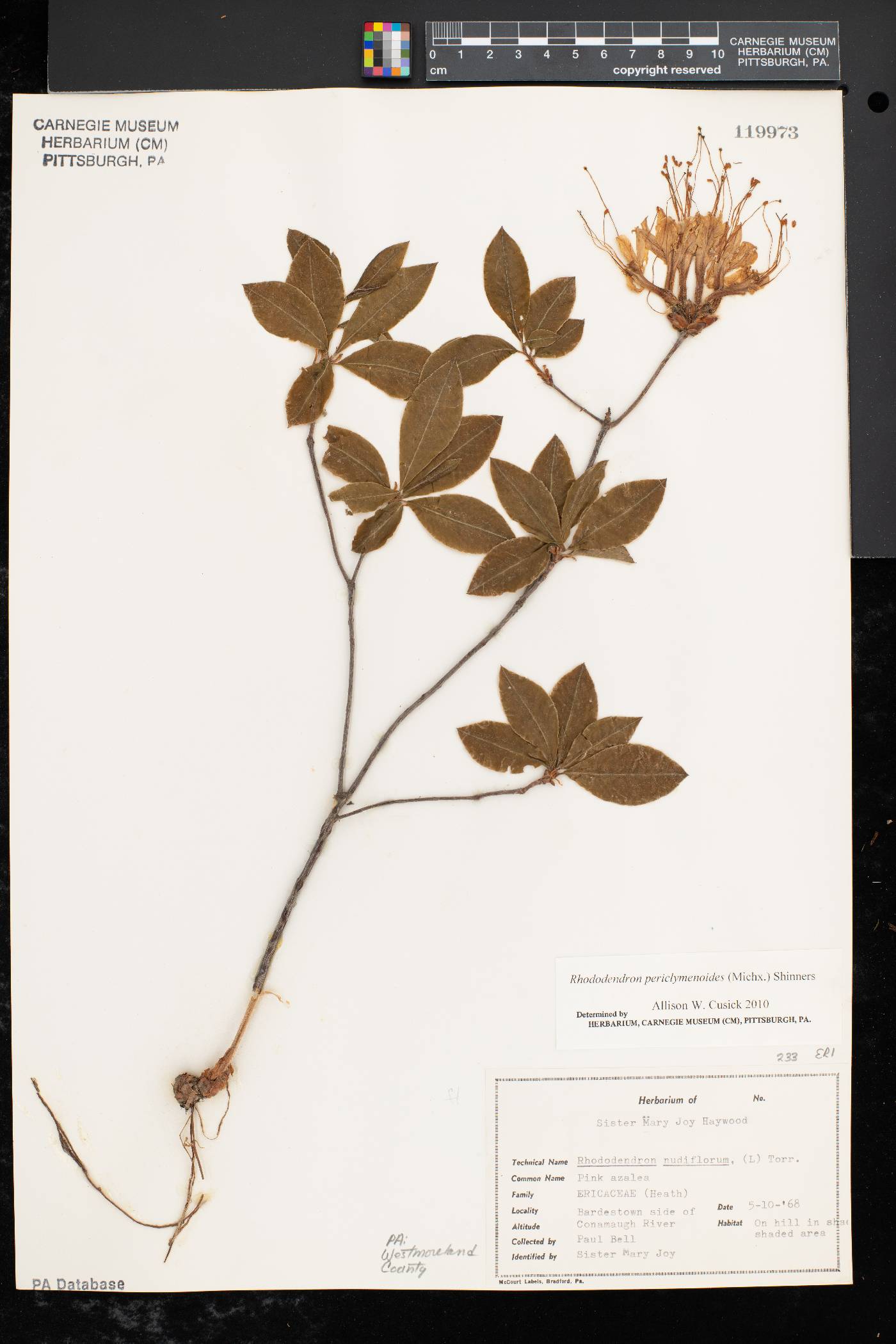 Rhododendron periclymenoides image