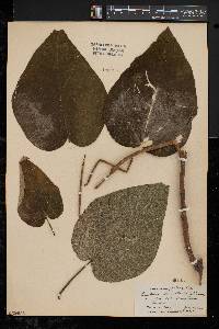 Paulownia tomentosa image