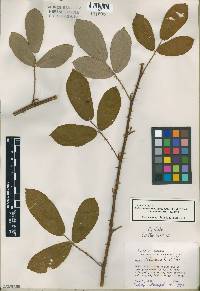 Rubus cuneifolius image