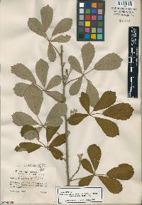 Rubus cuneifolius image