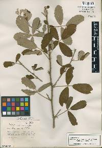 Rubus cuneifolius image