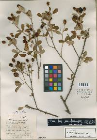 Rubus cuneifolius image