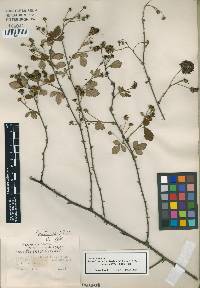 Rubus cuneifolius image