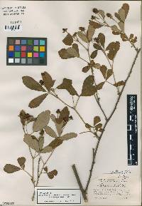 Rubus cuneifolius image