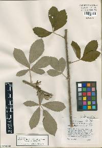 Rubus cuneifolius image