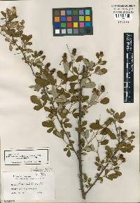 Rubus cuneifolius image