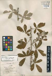 Rubus cuneifolius image