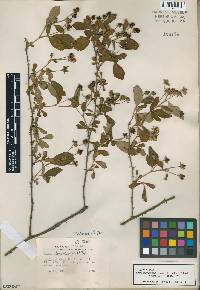 Rubus cuneifolius image