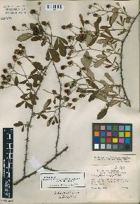 Rubus cuneifolius image