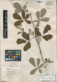 Rubus cuneifolius image