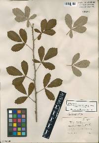 Rubus cuneifolius image