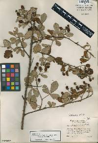 Rubus cuneifolius image