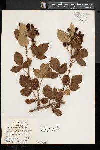 Rubus pascuus image