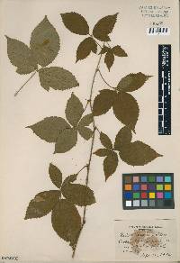 Rubus hanesii image