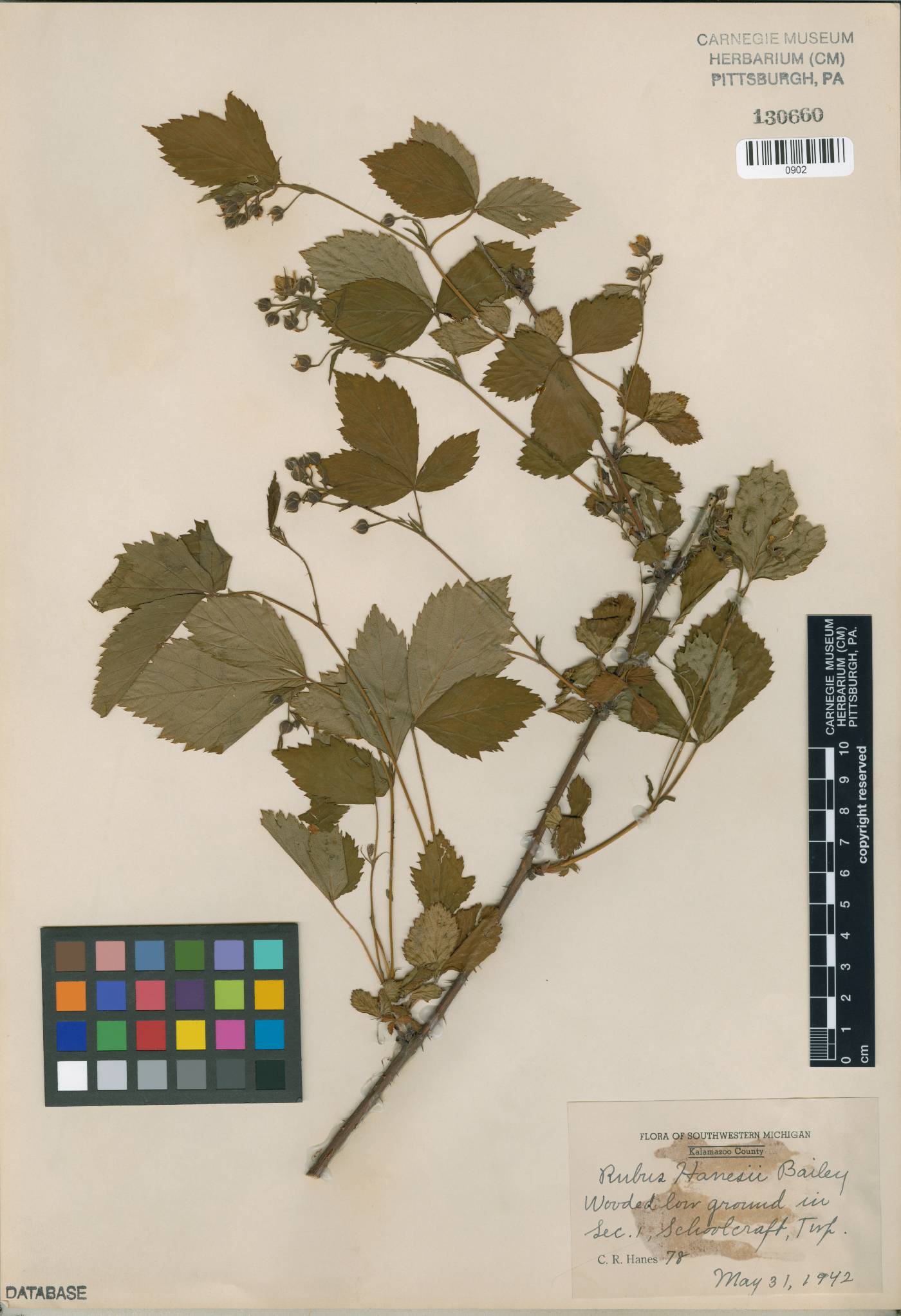 Rubus hanesii image