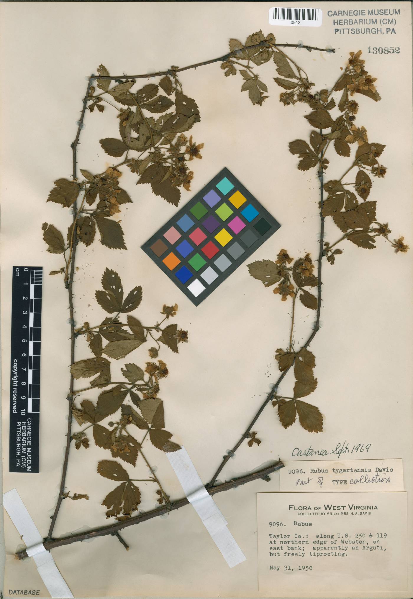 Rubus tygartensis image