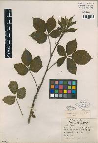 Rubus tygartensis image