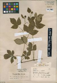 Rubus decor image