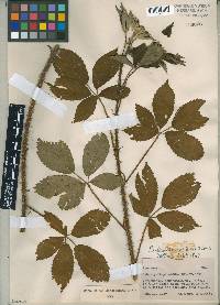 Rubus densissimus image