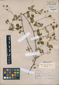 Rubus injunctus image