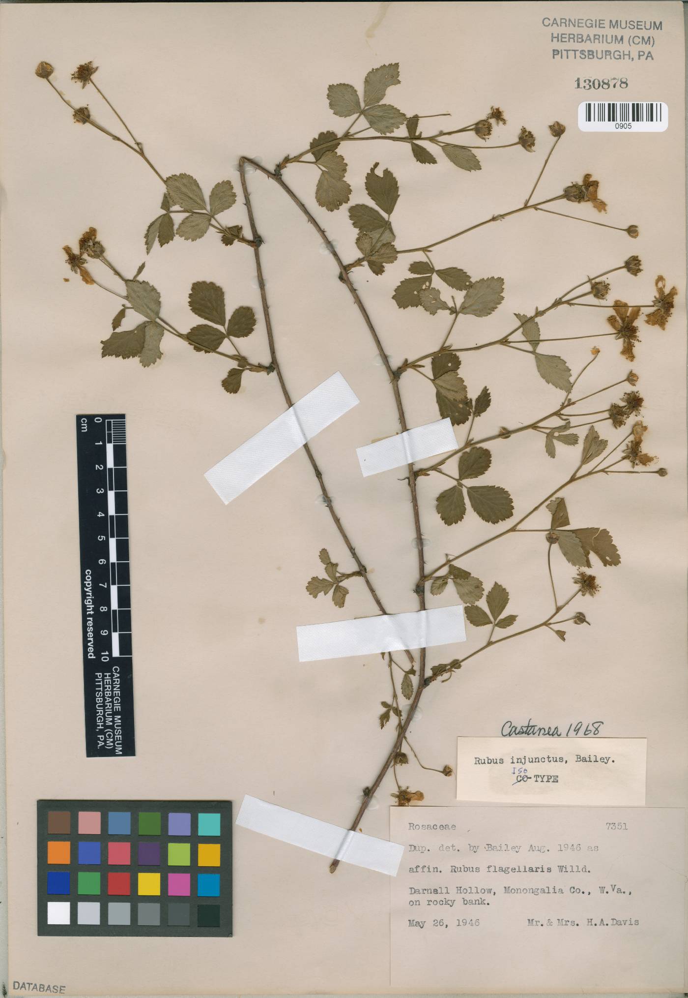 Rubus injunctus image