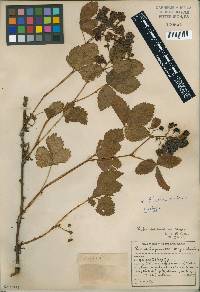 Image of Rubus fulleri