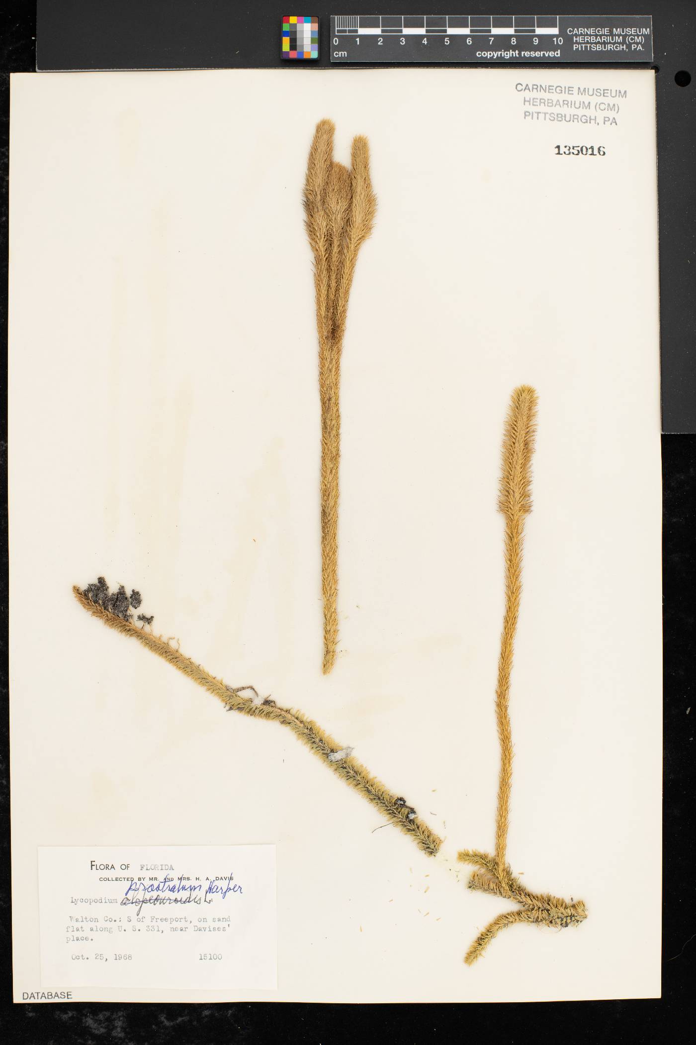 Lycopodiella prostrata image