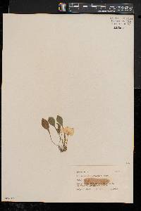 Nierembergia rivularis image