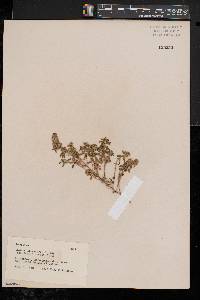Thymus chamaedrys image