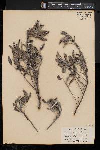 Salvia officinalis image
