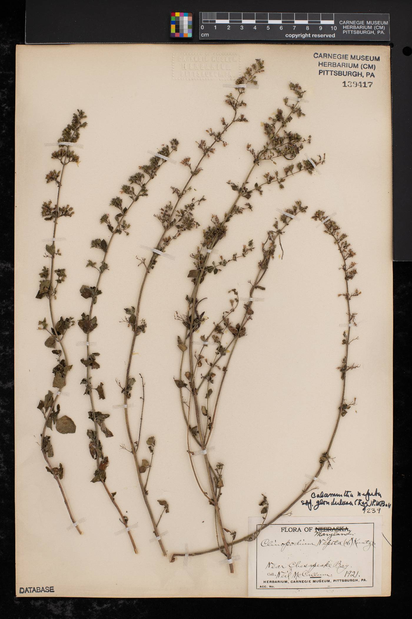 Calamintha nepeta subsp. glandulosa image
