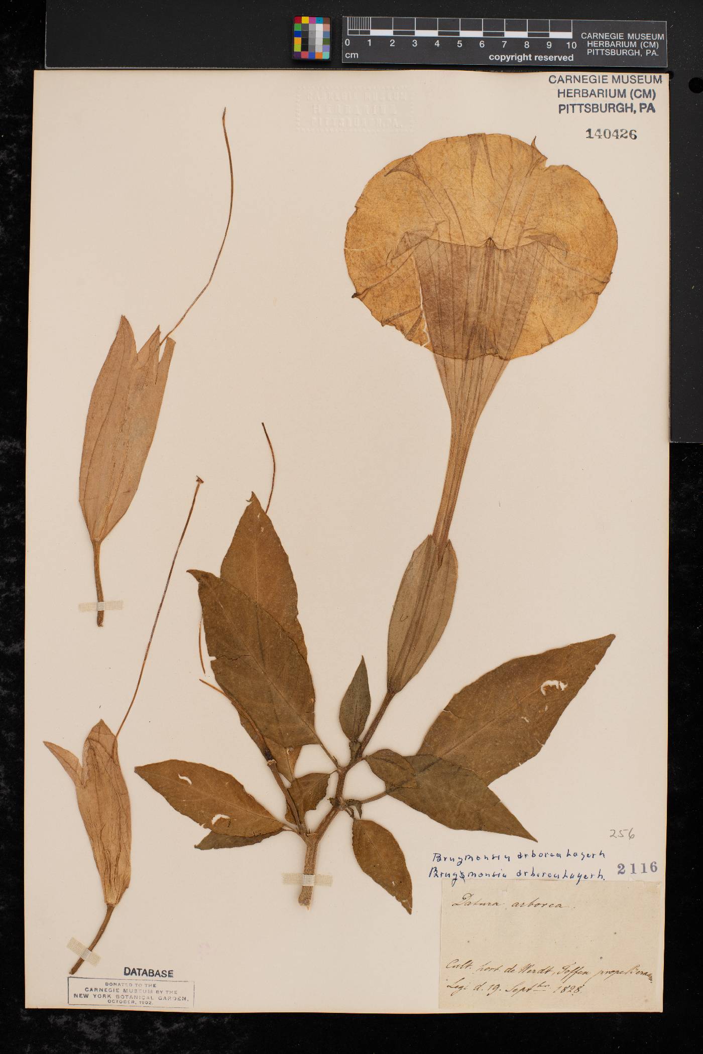 Datura arborea image