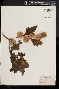 Nicandra physaloides image