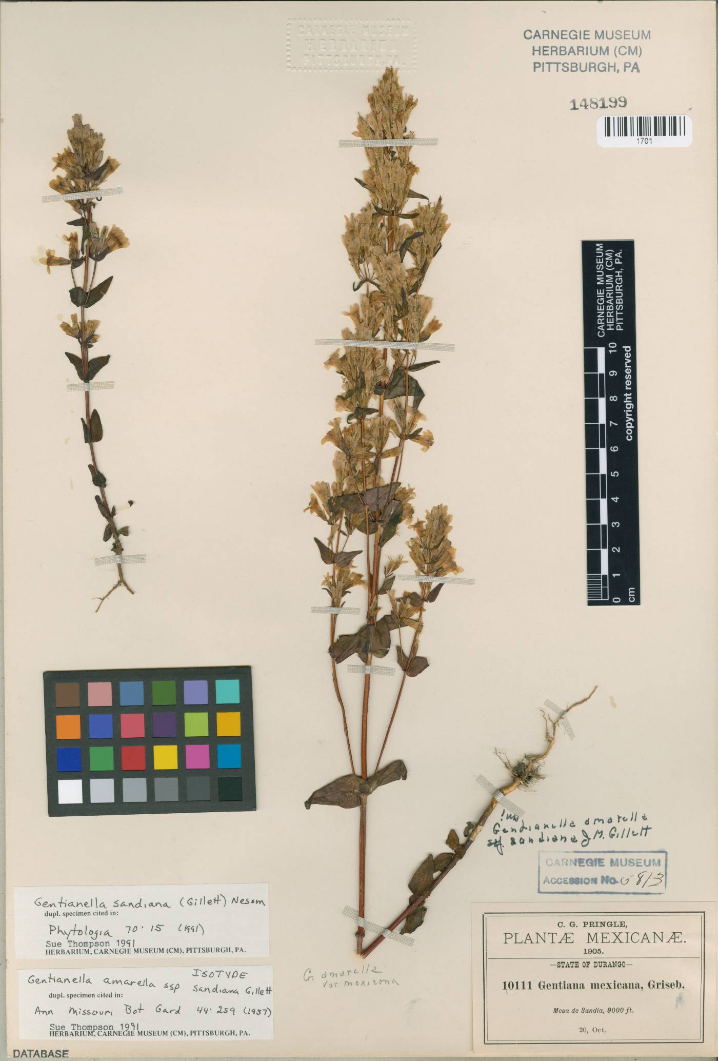 Gentianella sandiana image