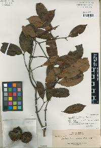 Media resource of Willughbeia angustifolia