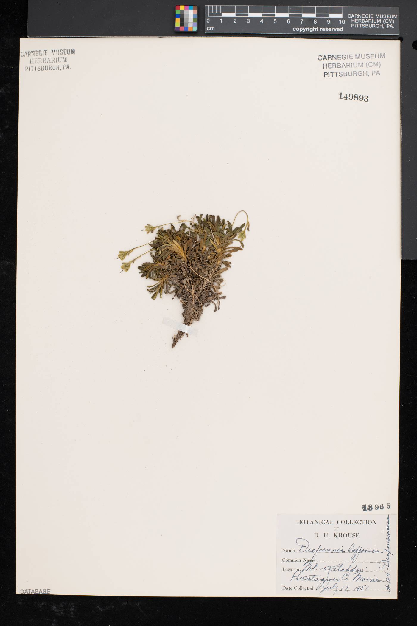 Diapensia lapponica image